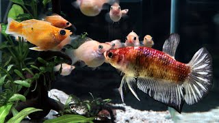 Ares is friends with Male BETTA fish by Bije Aquatics 21,848 views 2 years ago 3 minutes, 59 seconds