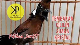 Top Masteran Cililin Suara Jernih Kristal Untuk Burung Juara Pilihan Juri Lomba  Kicau Pancingan