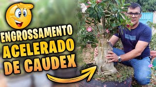 💥ENTENDA como REPLANTAR a sua Rosa do Deserto para ENGROSSAR O CAUDEX mais rápido!!!