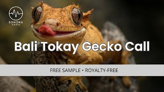 Bali Tokay Gecko Call 🦎 | Free Copyright Sound Effect (8s HQ)
