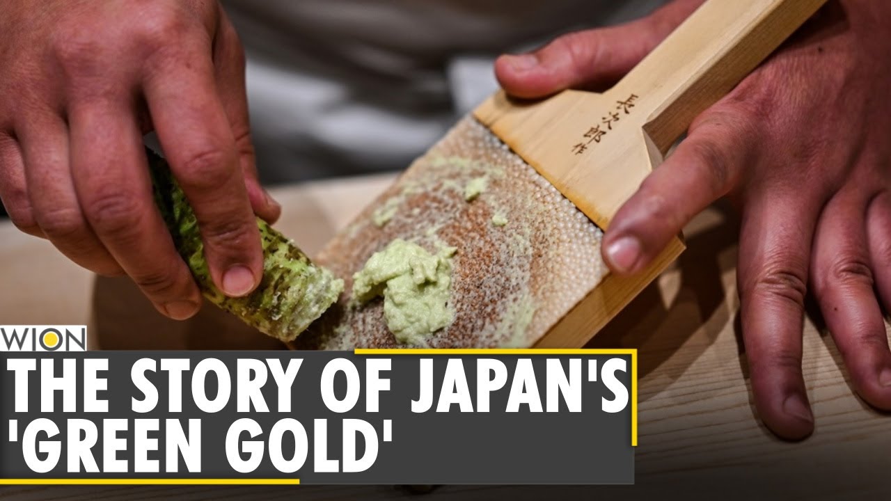 Japan's wasabi producers farm 'green gold' World News WION News YouTube