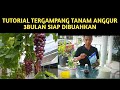 Tips menanam anggur agar cepat berbuah