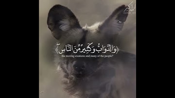 (الم ترى ان الله يسجد له من..) ايات عظيمة من سورة الحج ياسر الدوسري