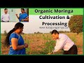Organic Moringa Cultivation and Procecing/ Health Benifits of Moringa /Drumsticks leaf powder/Munaga