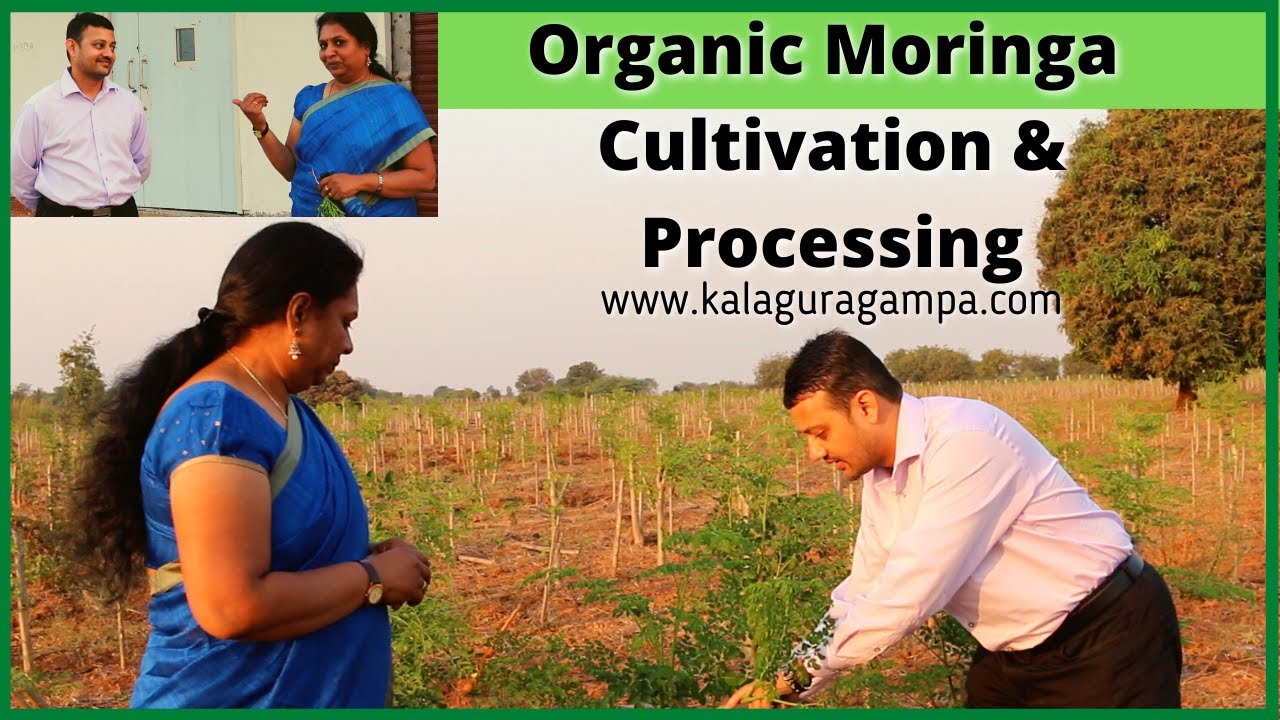 Organic Moringa Cultivation and Procecing/ Health Benifits of Moringa /Drumsticks leaf powder/Munaga