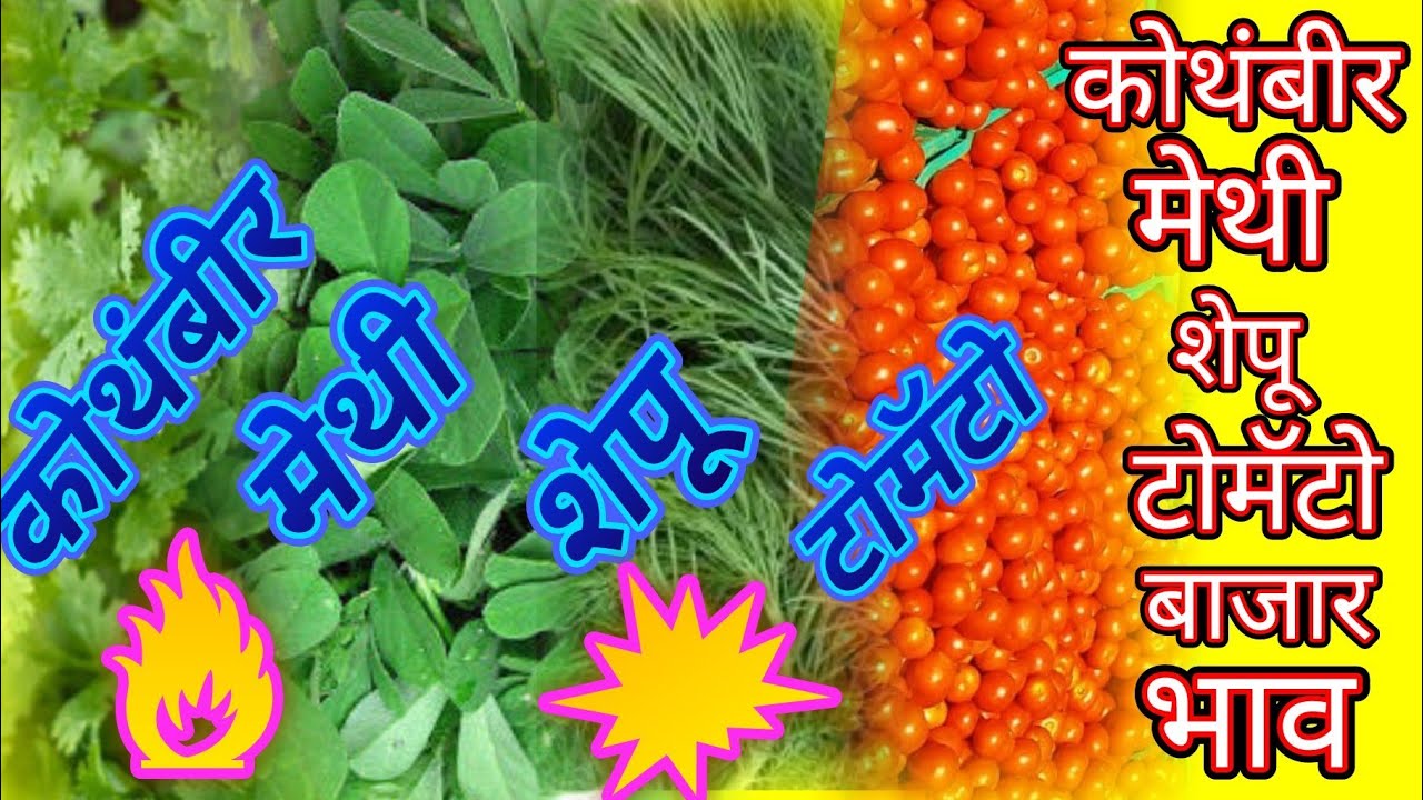 टोमॕटोचे व धना मेथी, शेपू चे बाजार भाव दि.31/10/2018 krusciovke