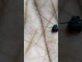 Zombie Ant Moving The Antenna 