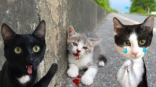 ENCUENTRO A LINDO GATITO BEBE Y PASA ESTO… reacción de gatos graciosos Luna y Estrella