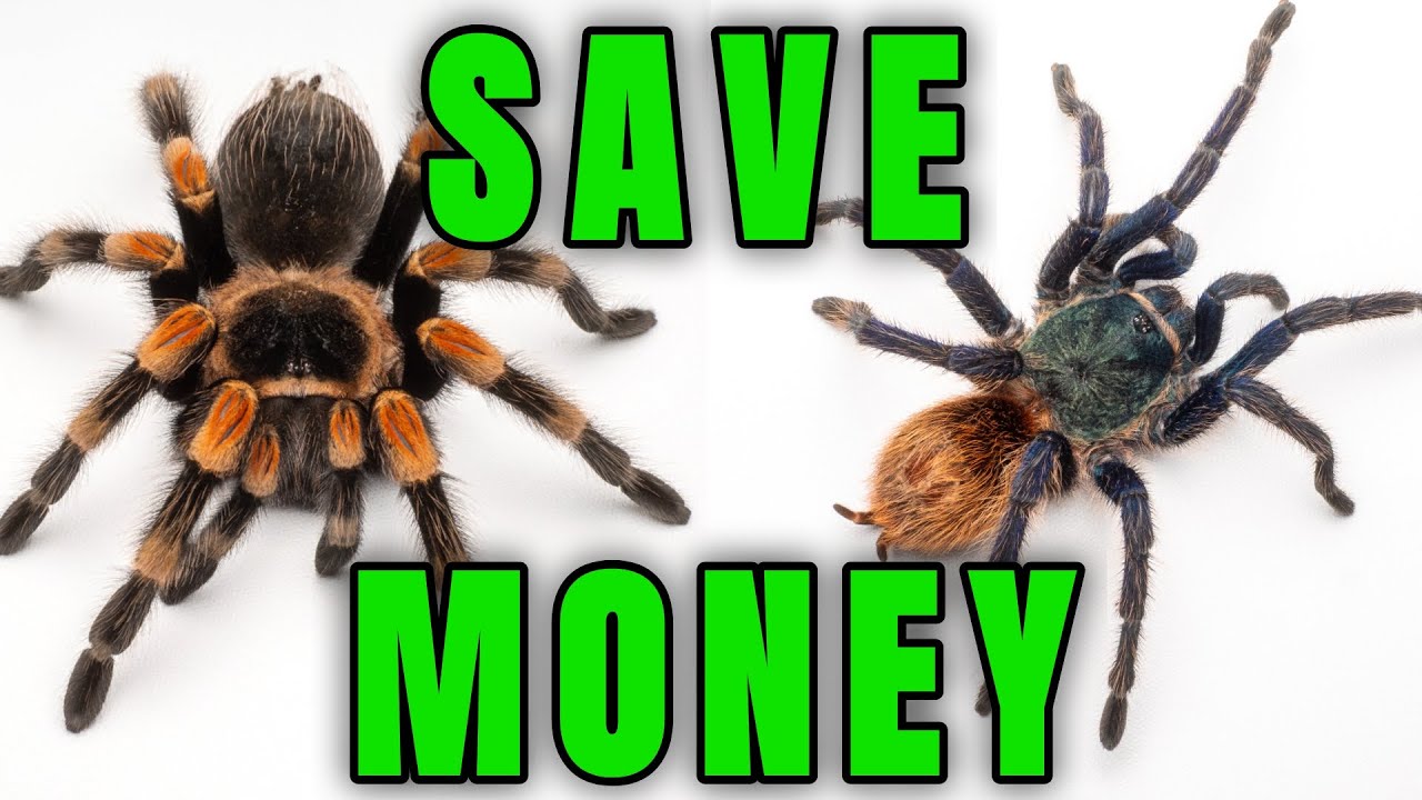 TOP 10 Reptile Expo Tips ‐ SAVE TIME & MONEY Buying Tarantulas!