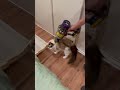 He likes vacuuming. こんなに掃除機好きな猫おらん笑#マカロンdaily #ラグドール #猫 #布偶猫 #shorts #ragdolls #cat #vacuum#dyson