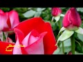 صلاح مصطفى لمسة