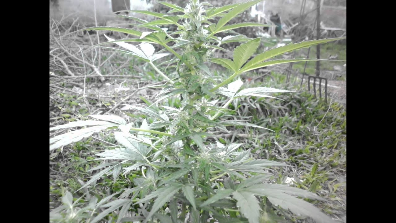 Royal Haze Autofloreciente