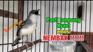 Suara Ciblek Gacor Nembak Pancingan Paling Dahsyat Dalam Hitungan Menit Ciblek Langsung Nyaut Gacor