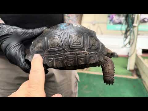 ID#1763  7 1/2 inches Double scute Super Smooth Shell, Pit Tagged,  Very outgoing