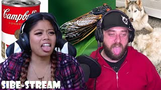 Shed Happens, Cicadas, and Natural 'Doggy Hair Dye' | Sibe-Stream Podcast 008 by Meeler Husky 298 views 2 years ago 28 minutes