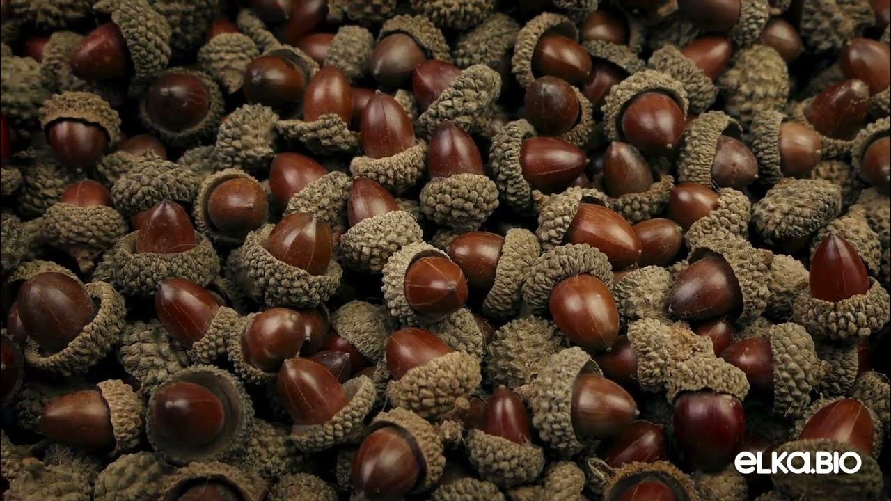 7 желуди красного дуба - YouTube