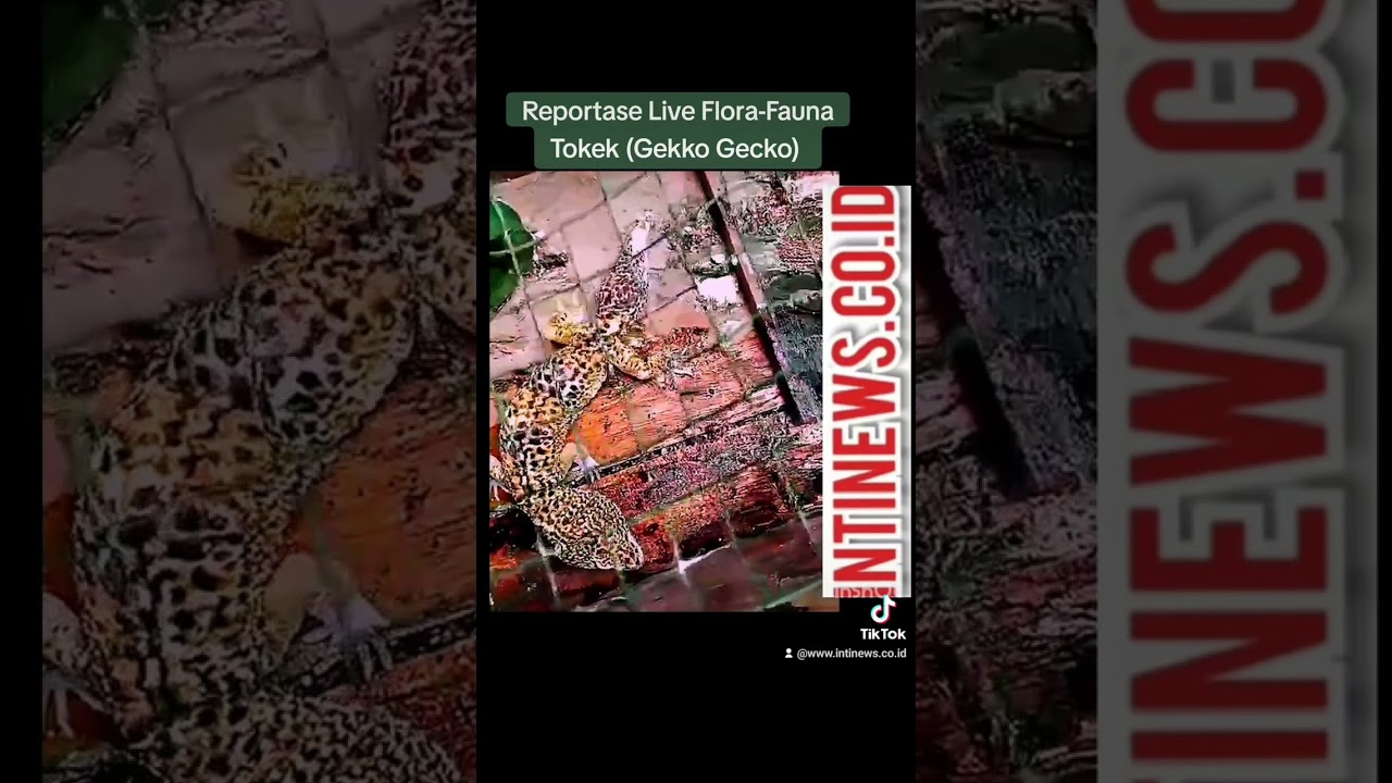 TOKEK Gecco Gecko Harga MILYARAN‼️