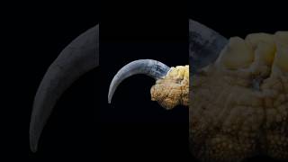 Eagle Talon Size and Strength