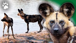 Le chien sauvage d'Afrique en danger d'extinctions - Lycaon - Documentaire animalier - AMP