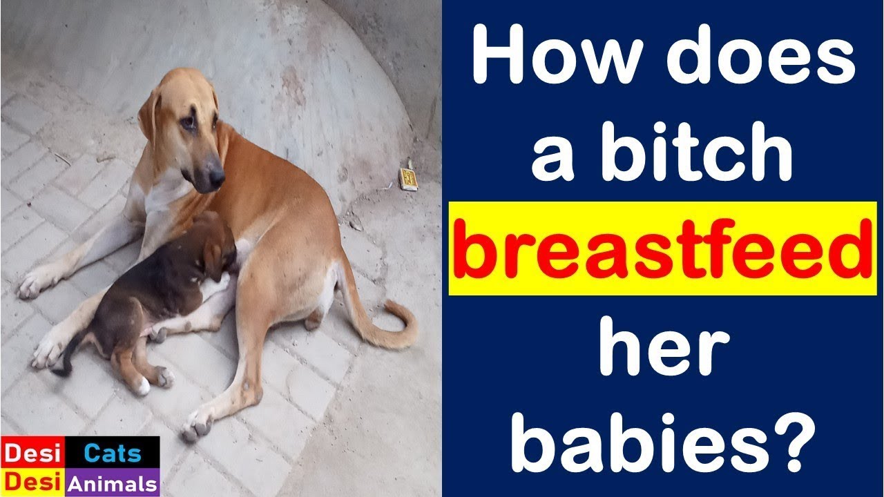 How does a bitch breastfeed her babies , funny, puppies, little puppy