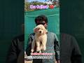 ⚡Golden retriever🌟female puppy🐶#shortvideo #short #yt #ytshorts #pets #anantapur #youtubeshorts