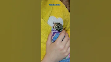 Как кормить птенца певчего дрозда 🐦 How to feed a songbird chick