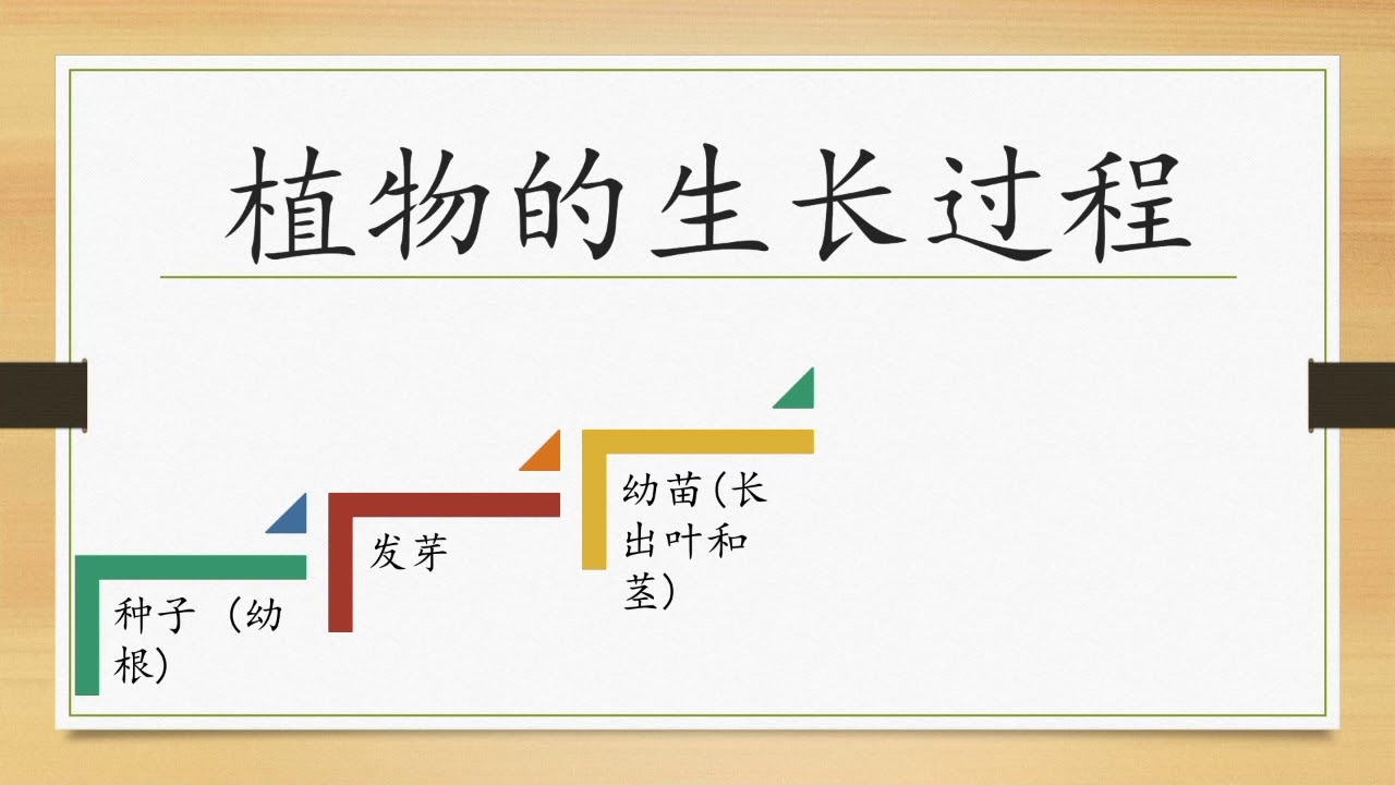 二年级科学植物的生长变化 Youtube