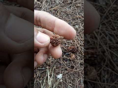 Video: Apakah pohon cemara memiliki biji?