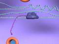 Cellular Symphony: The Journey of Gene Expression and Protein Synthesis