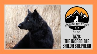 Best Shiloh Shepherd Trainers In PA | Tazo, Two Year Old Shiloh Shepherd | MAK9 Academy