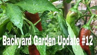 2016 Backyard Garden Update #12