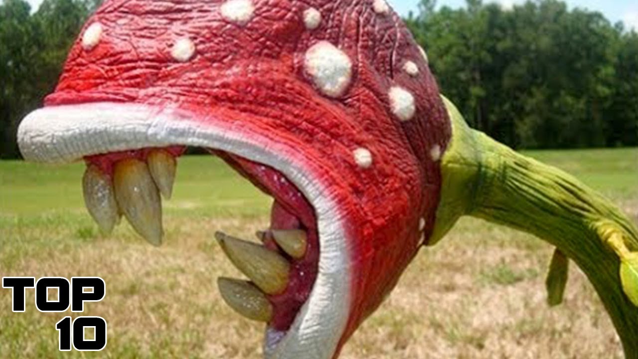 Top 10 Strangest Things Found In The Amazon Forest YouTube