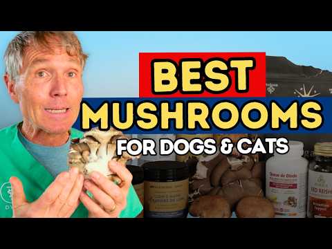Can Dogs Eat Mushrooms