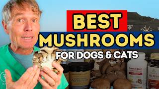 Mushrooms for Dogs &amp; Cats: What They Really Do