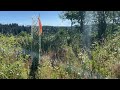 Tips for Managing Young Alder and Douglas-fir Stands in Your Forest