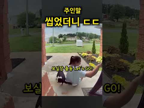 개가 주인말 안들을때 필살기 ㅋ thumbnail