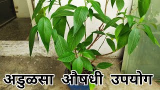 अडुळसा आयुर्वेदिक औषधी फायदे |Medicinal Uses Of Adulsa | Adhatoda vasaka Aayurvedic plant benefits