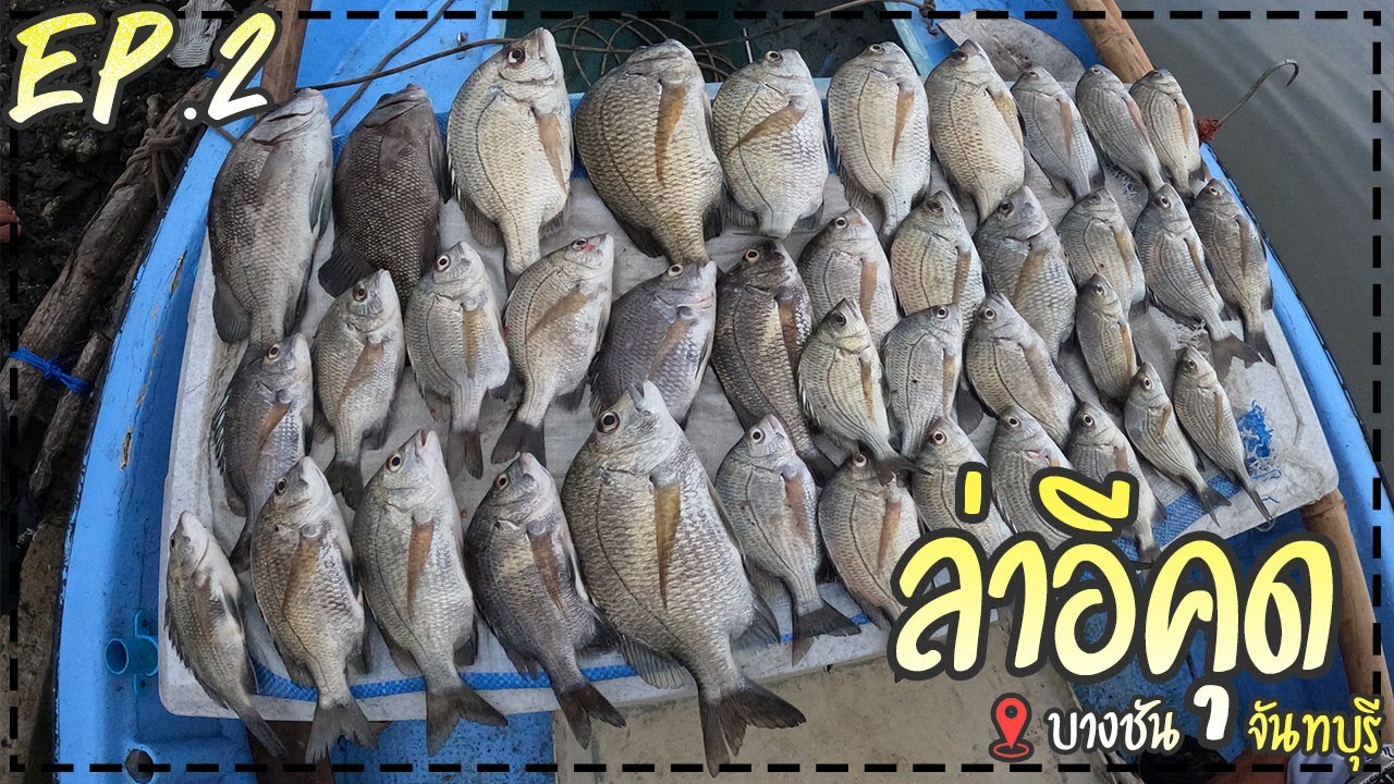 ล่าปลาอีคุด บางชันจันทบุรี  | Fishing Harm EP.2