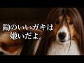 なでなでタイムの次に何を求める?【会話ボタンでしゃべる犬】 #shorts #犬