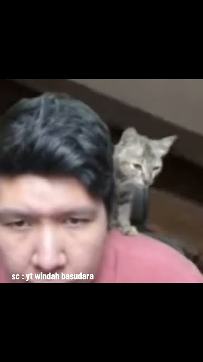 bang windah punya kucing baru😺😻#windahbasudara