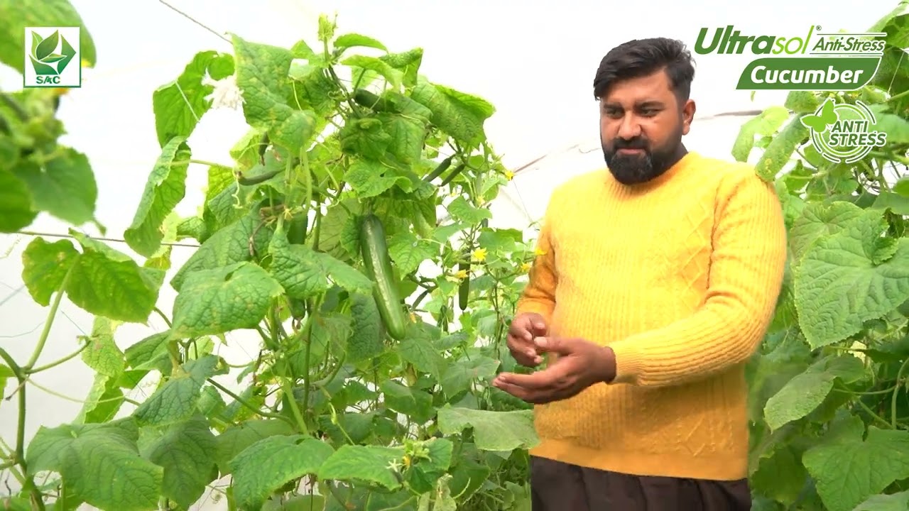 Rao Qurban - Dhanot Lodhran - Ultrasol Anti-Stress Cucumber - Cucumber Tunnel Crop