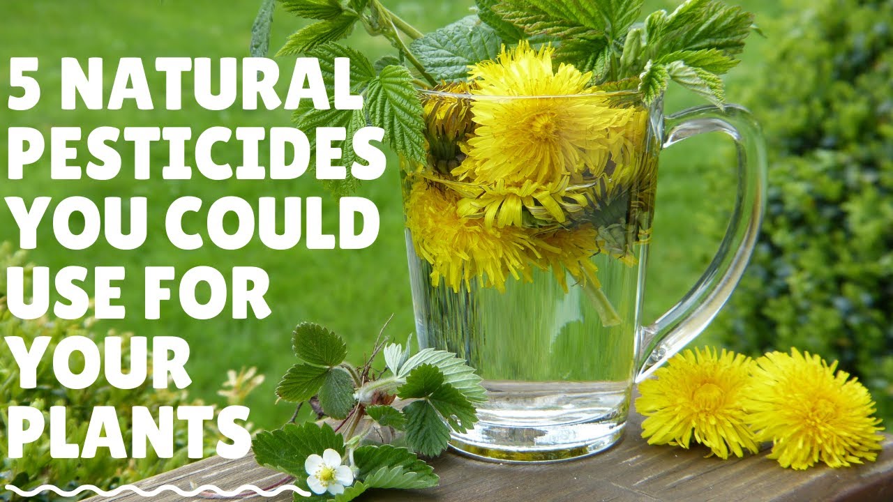 5 Natural Pesticides You Could Use For Your Plants