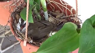 Burung trucukan dari mengeram sampai menetas