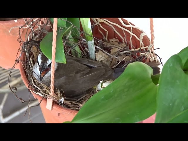 Burung trucukan dari mengeram sampai menetas class=