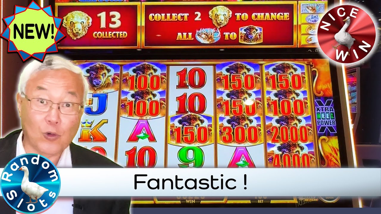 Buffalo Gold Cash Collection Slot Machine Big Win Bonus