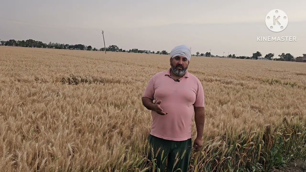 सबसे अधिक पैदावार देने वाली कम समय क़ी गेहूँ क़ी किसम HD2851व उसका सुधरा रूप HD3484