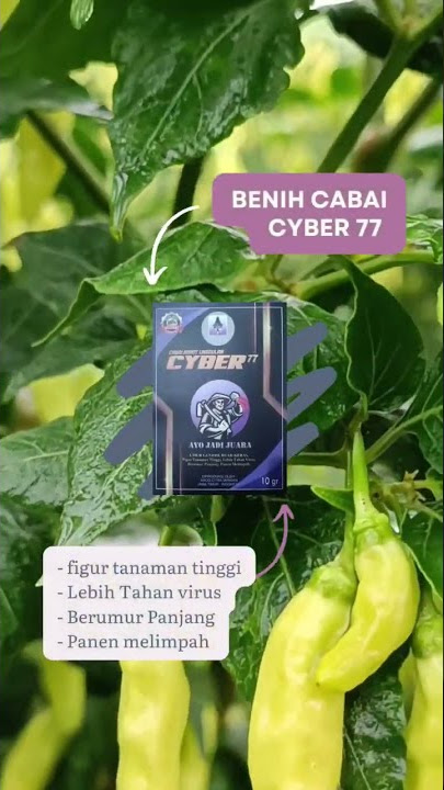 cabai rawit Cyber 77 cabai rawit unggul ayo segera pesan #cabairawit #shortvideo #viralshorts