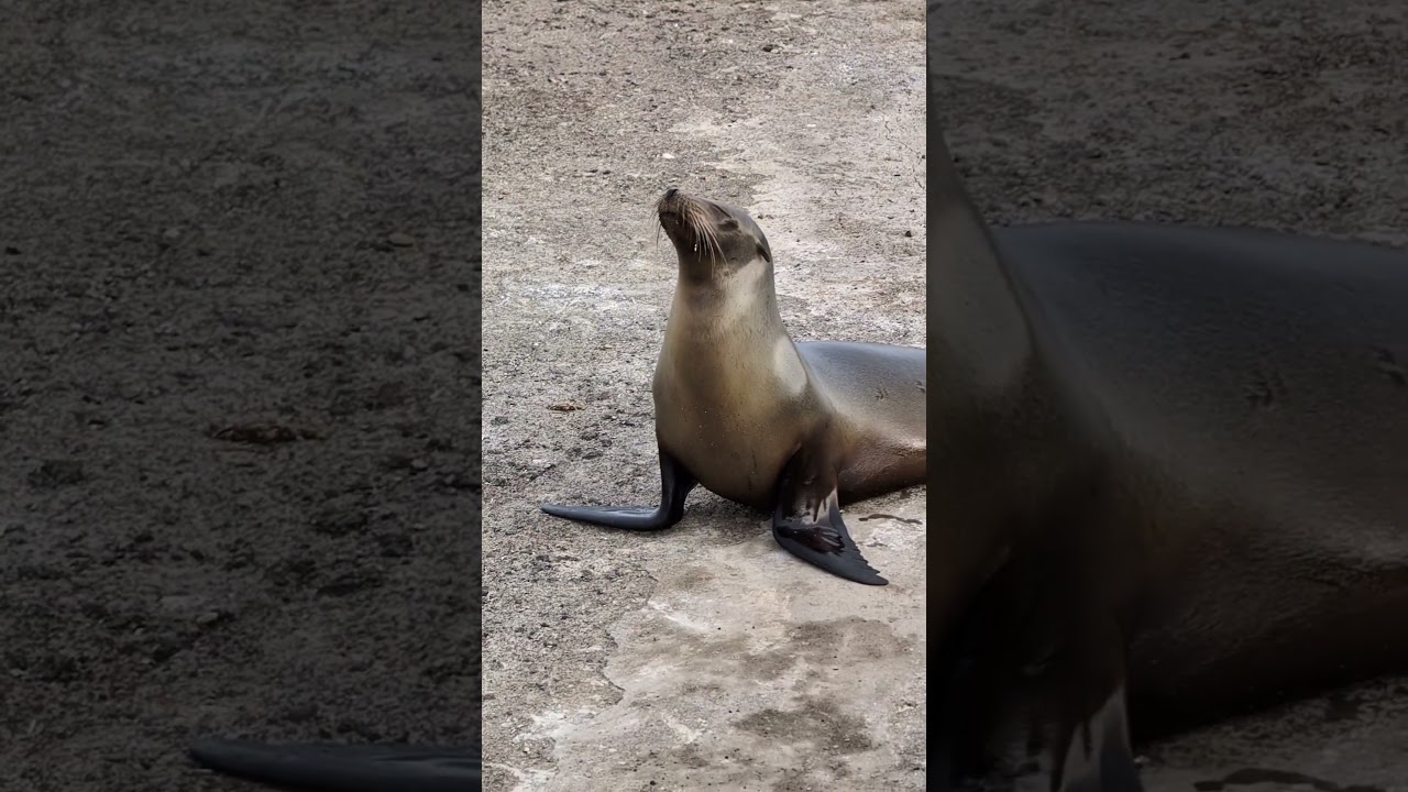 Galápagos sea lion (Zalophus wollebaeki) pulling itself out 