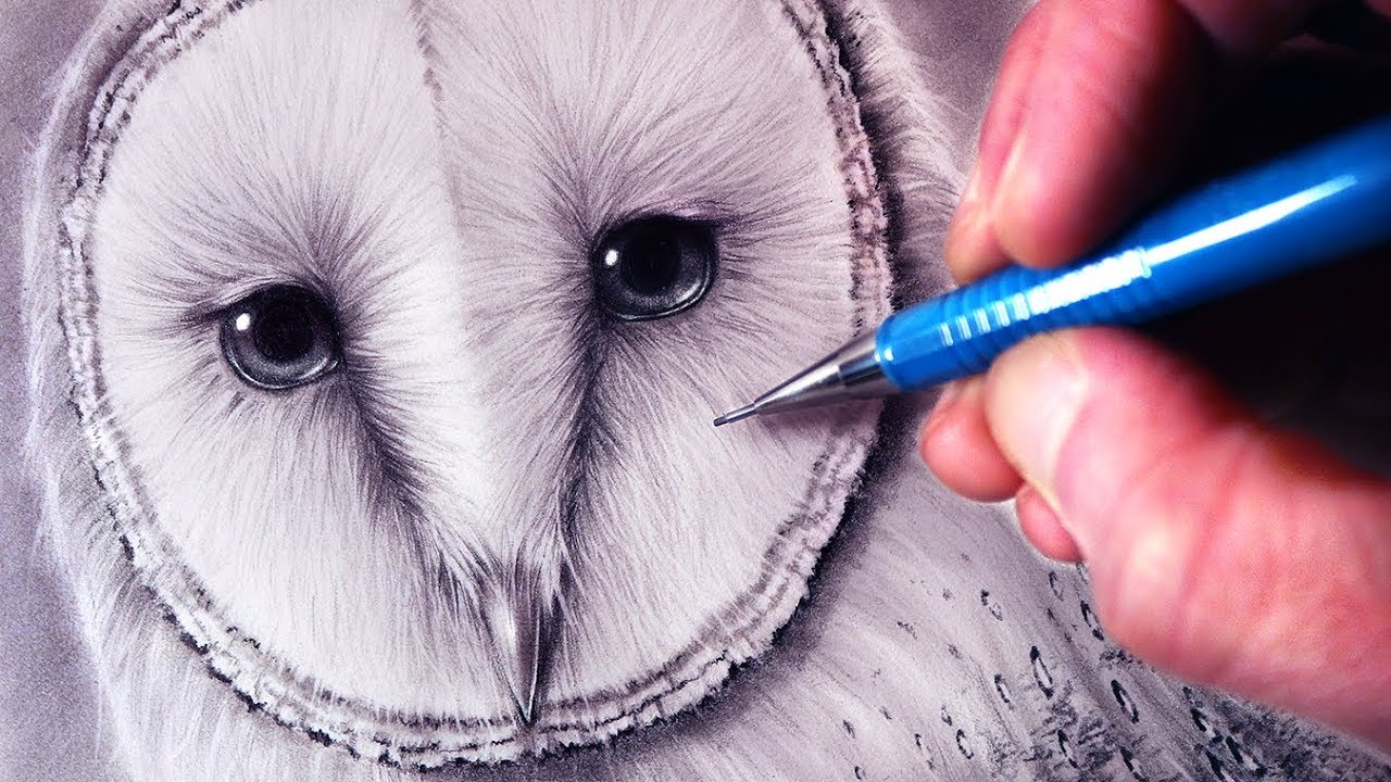 How To Draw A Barn Owl Youtube