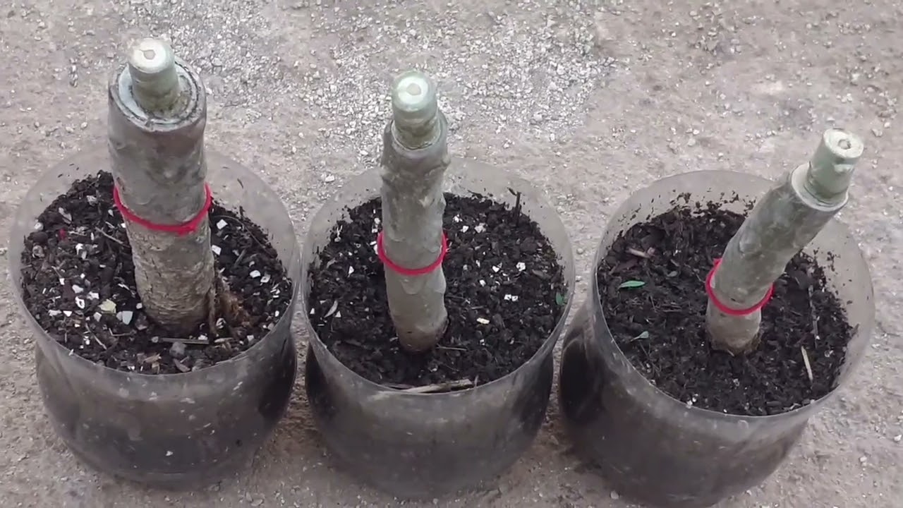 FLOR DE DESIERTO  INJERTADO CON FLOR DE MAYO